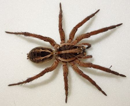 Wolf Spider